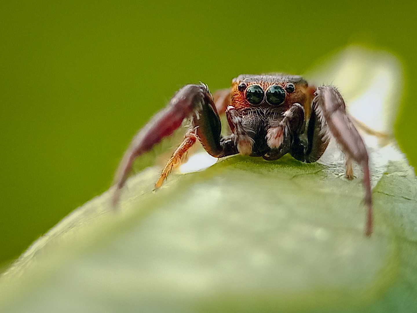 jump spider