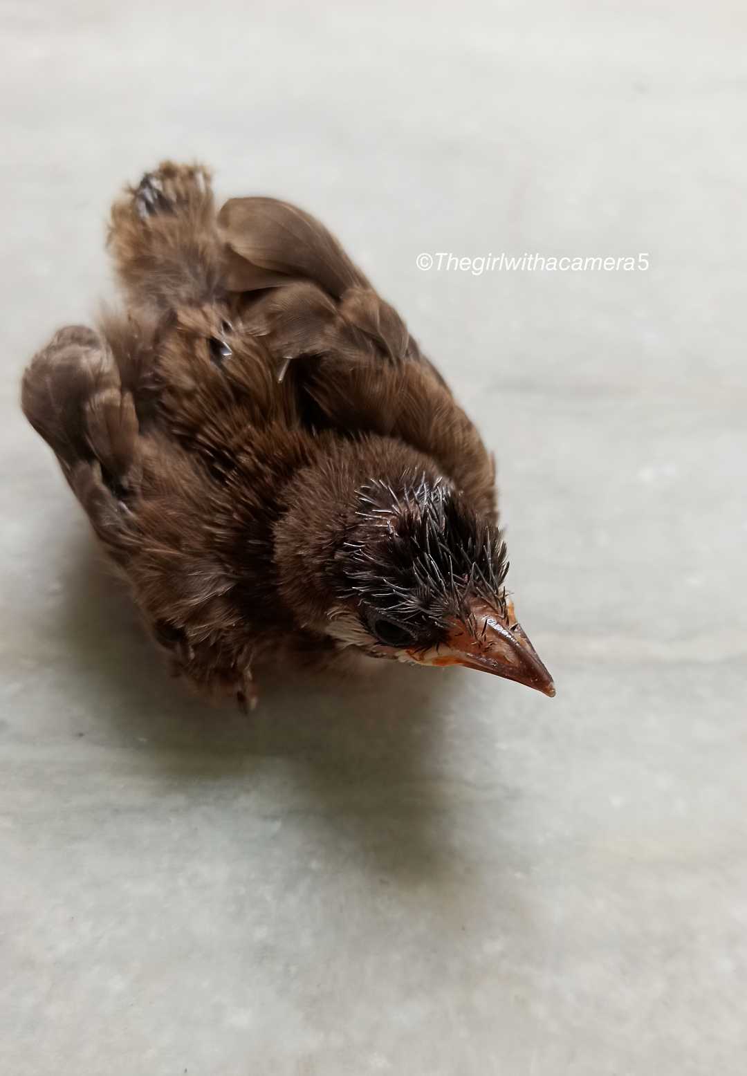Cute lil fledgling learning how to fly!