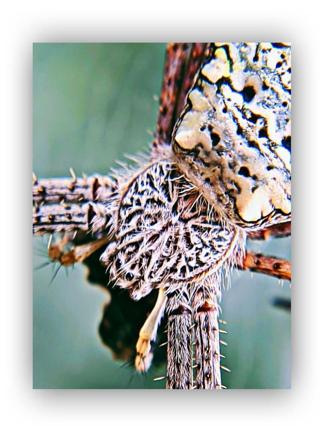 Laba-laba (Spider)
