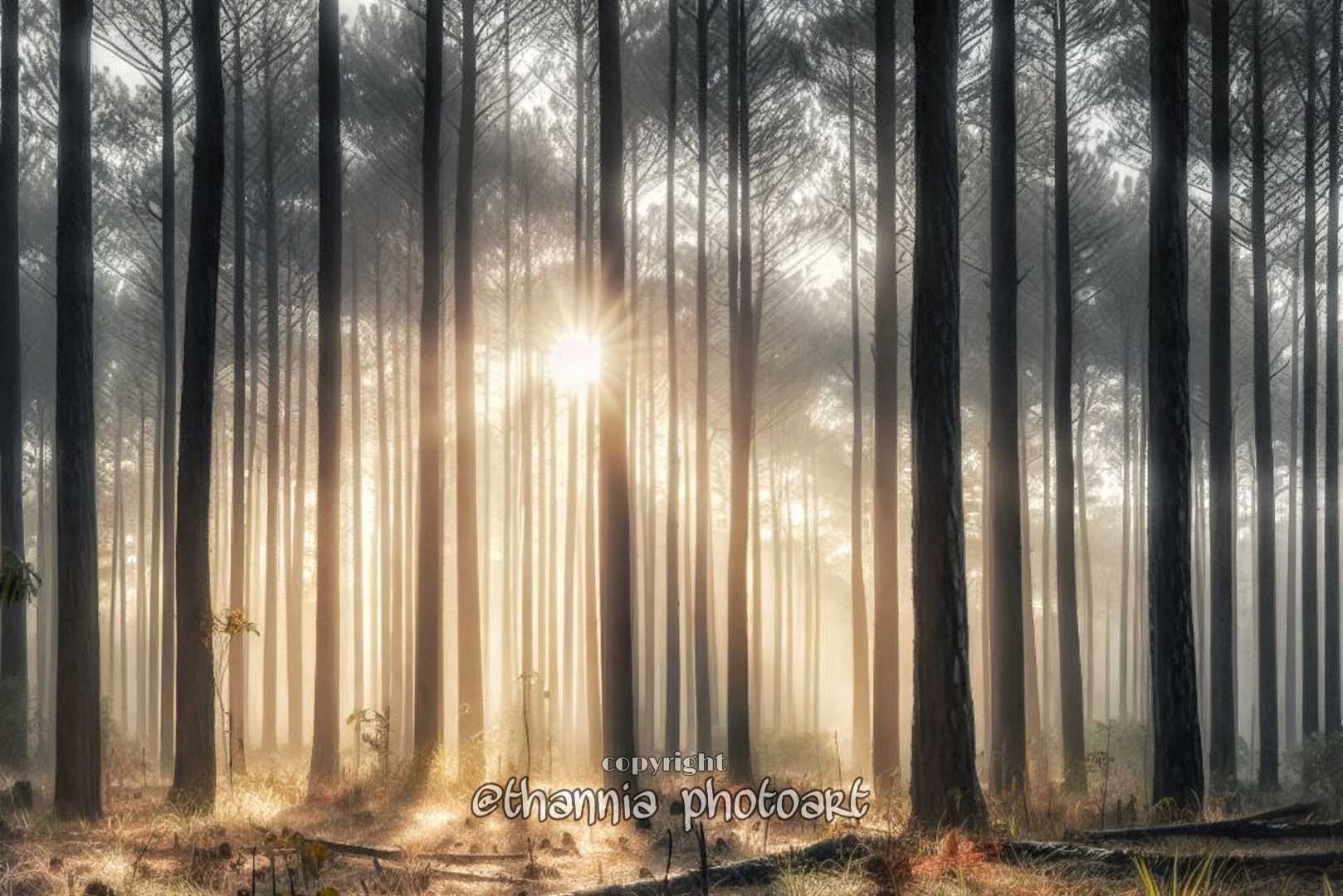 Hutan Pinus