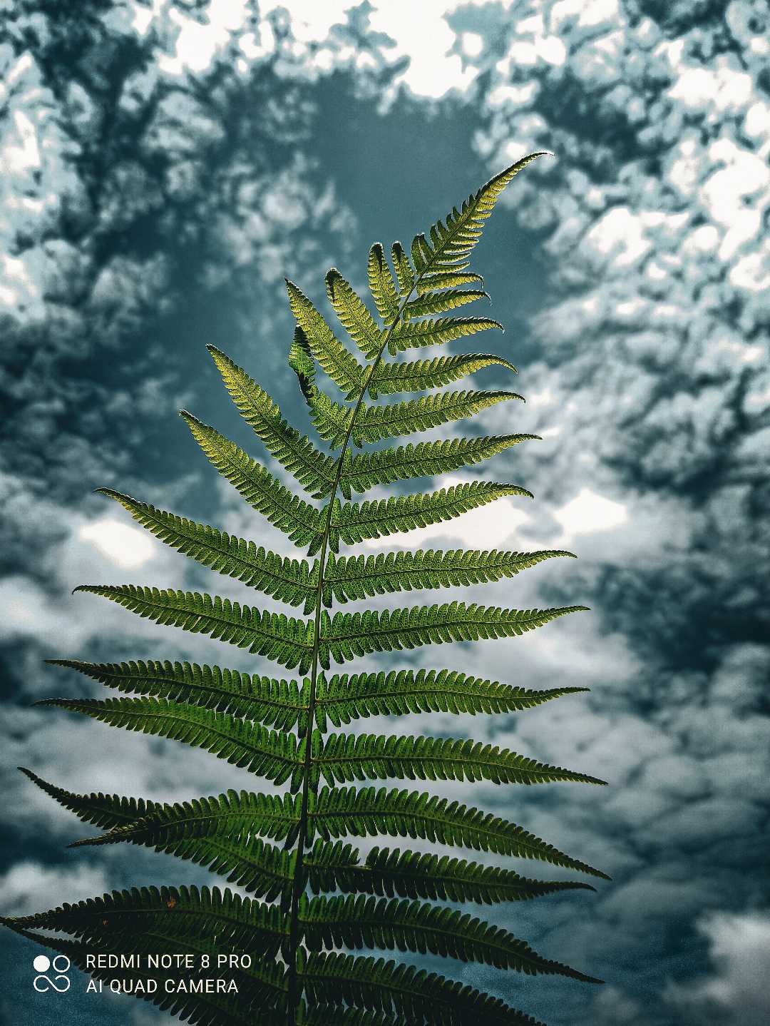 Fern plant