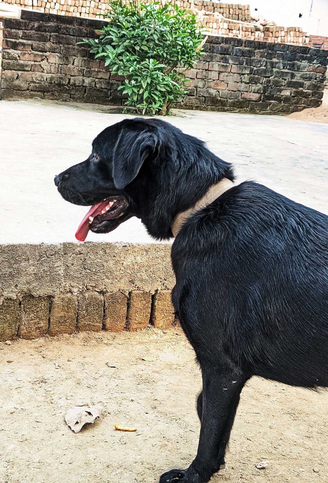 The Labrador Retriever