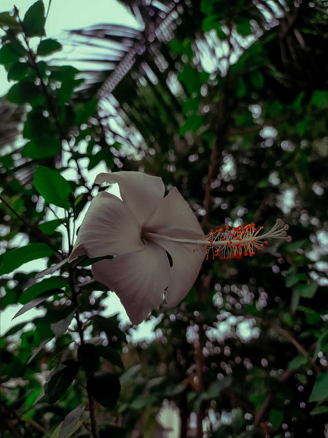 Hibiscus Flower