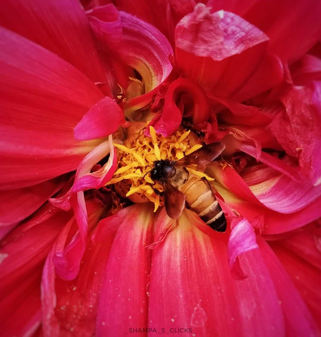 "Keep Calm And Honeycomb On" 🐝❣️