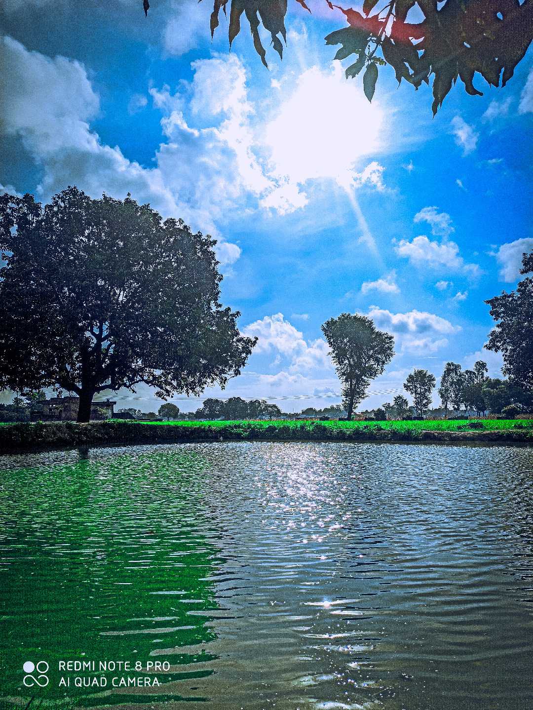 Pond at farmhouse 🖼