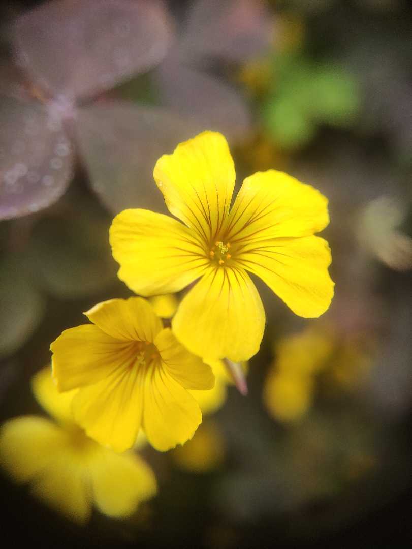 yellow flower