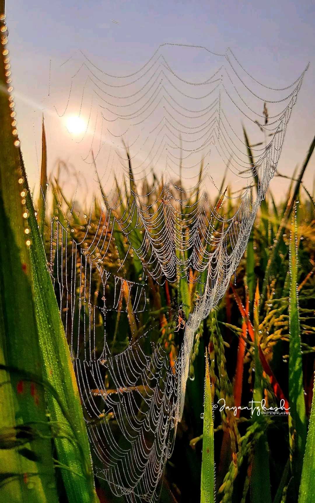 spider web  🕸️🕷️