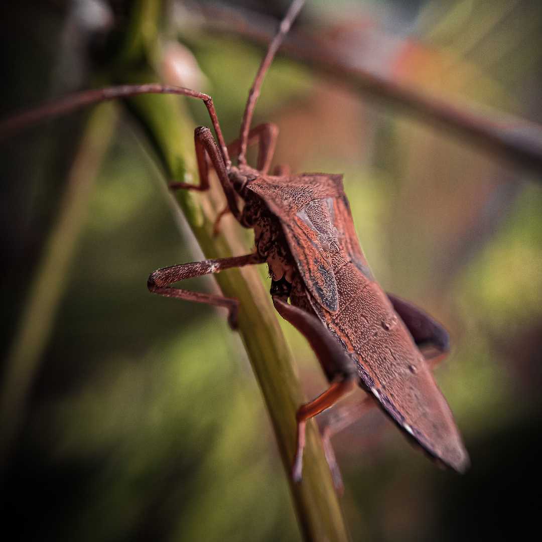 Coreidae Bug