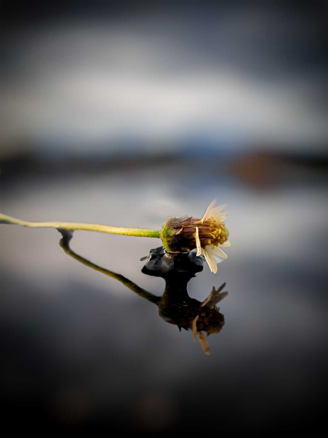 Ajeran (Bidens Pilosa L)