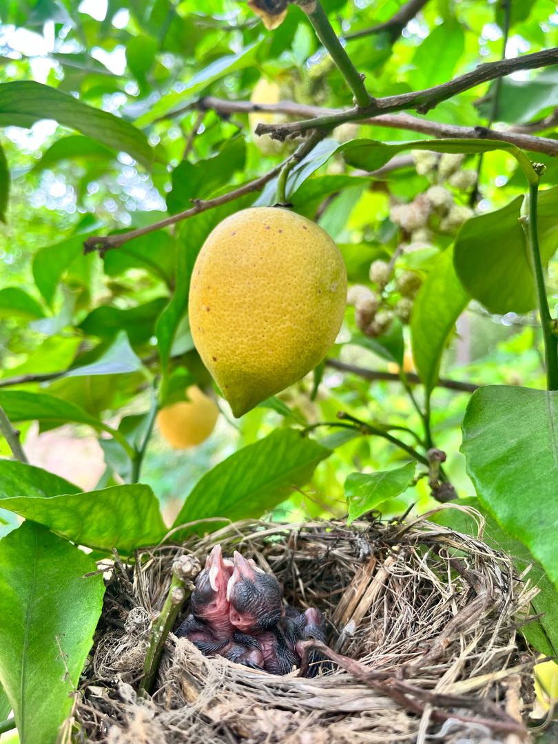 White-spectacled Bulbul’s nestlings🥰