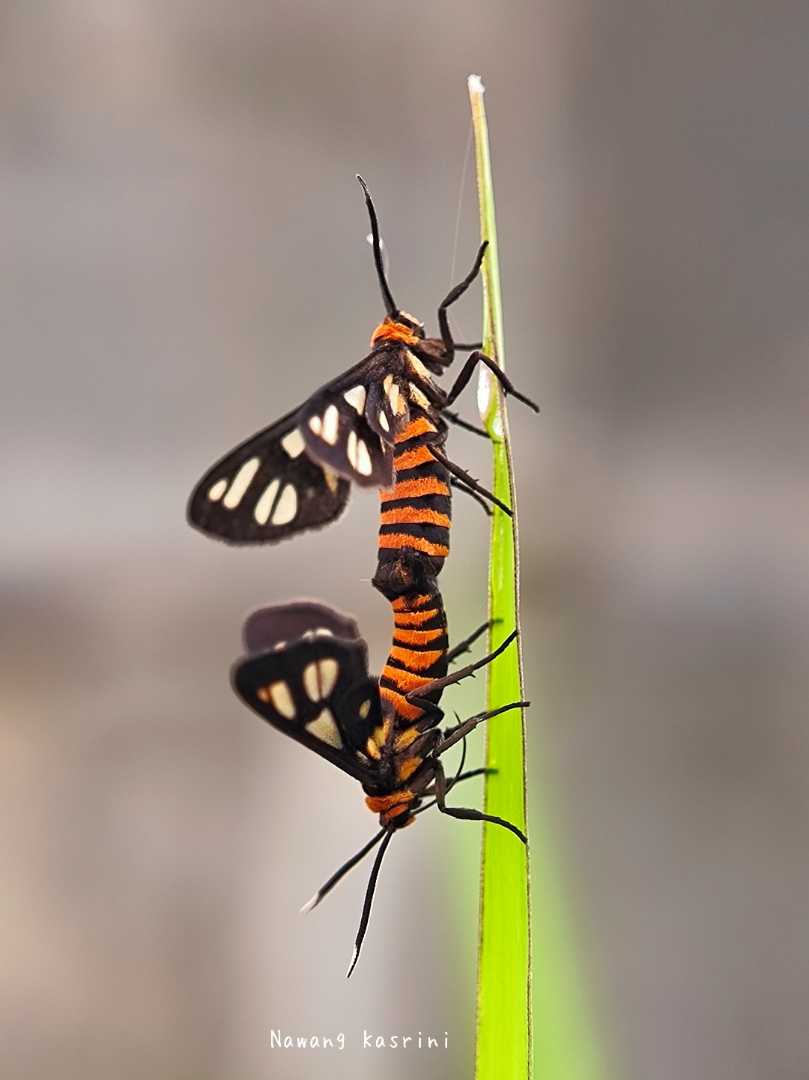 Amata huebneri