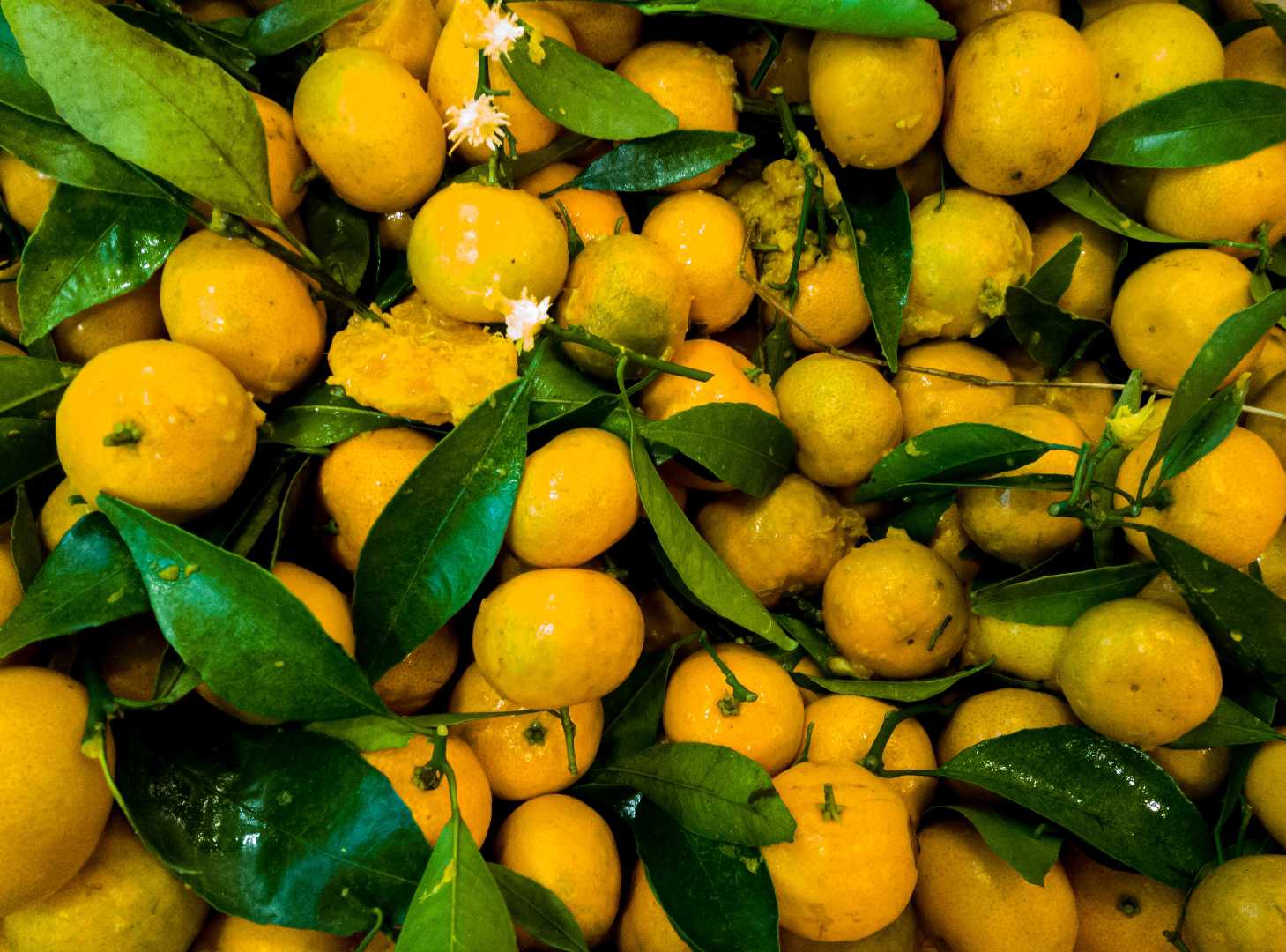 Jeruk Mini 🍊