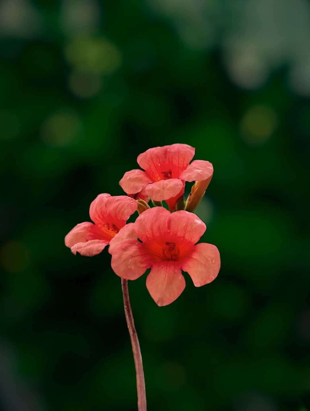 Flower Photography 