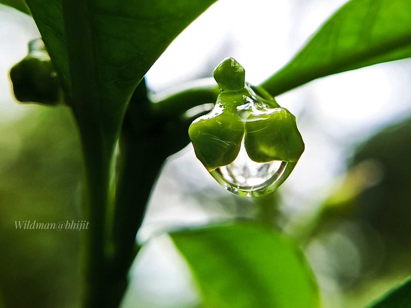 Beauty of Nature 