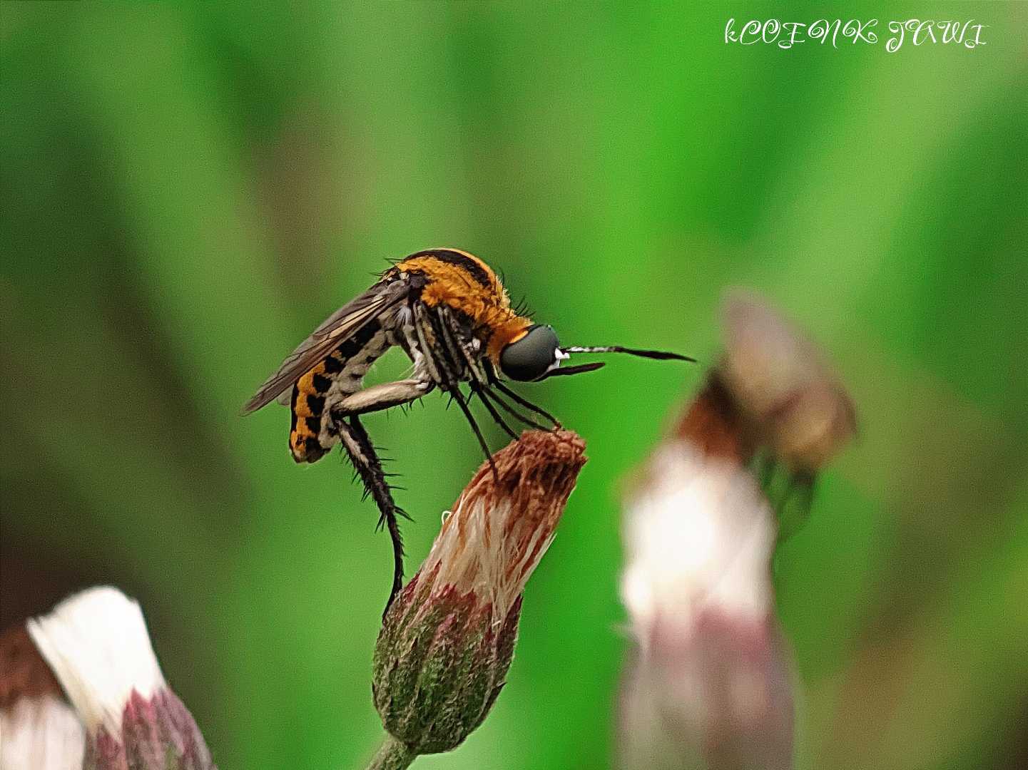 toxophora