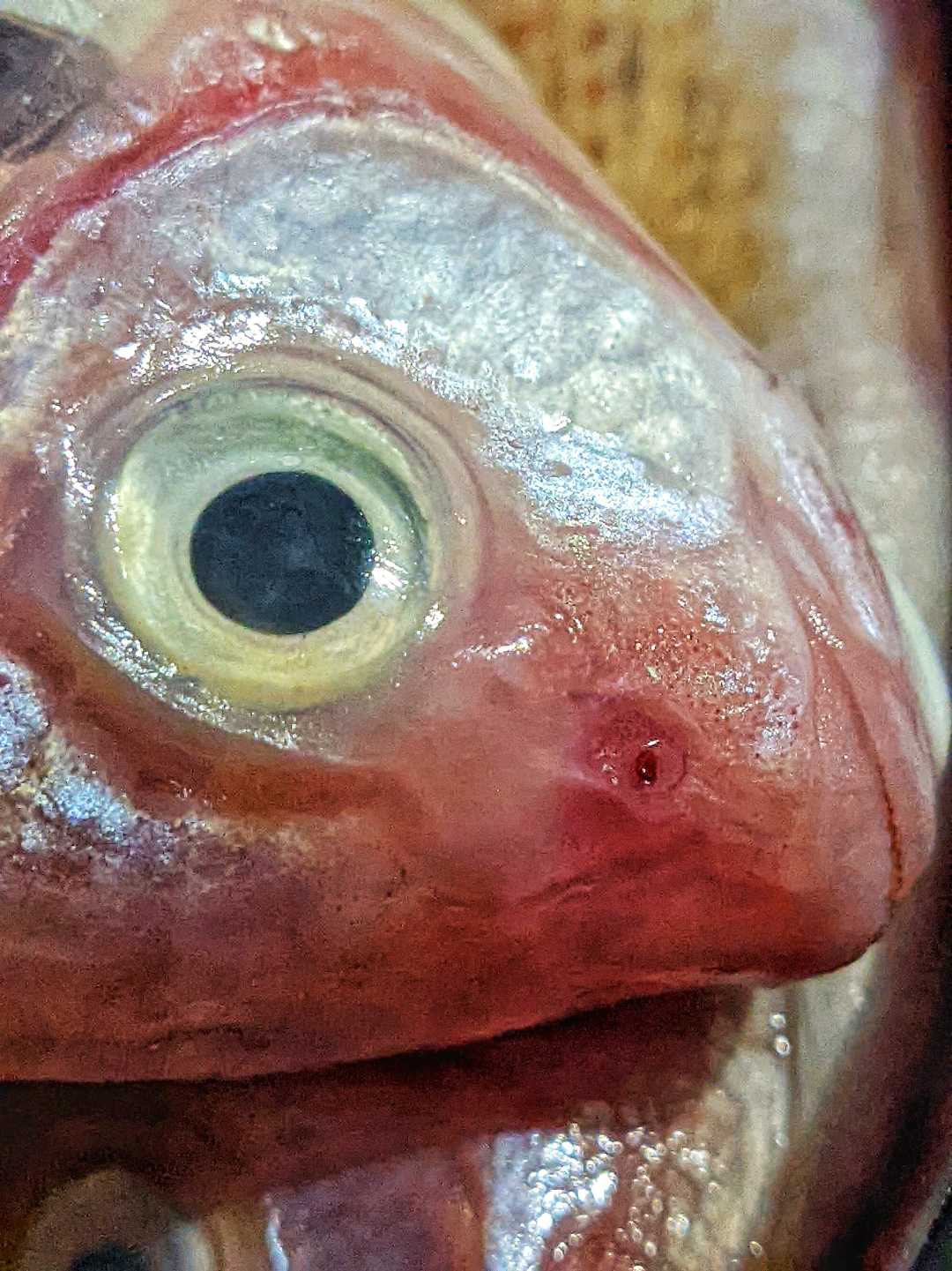 Ikan segar