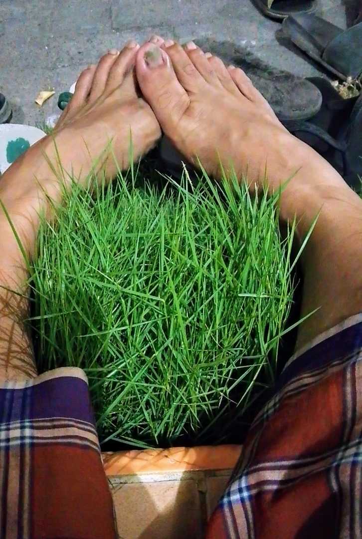 rumput jepang