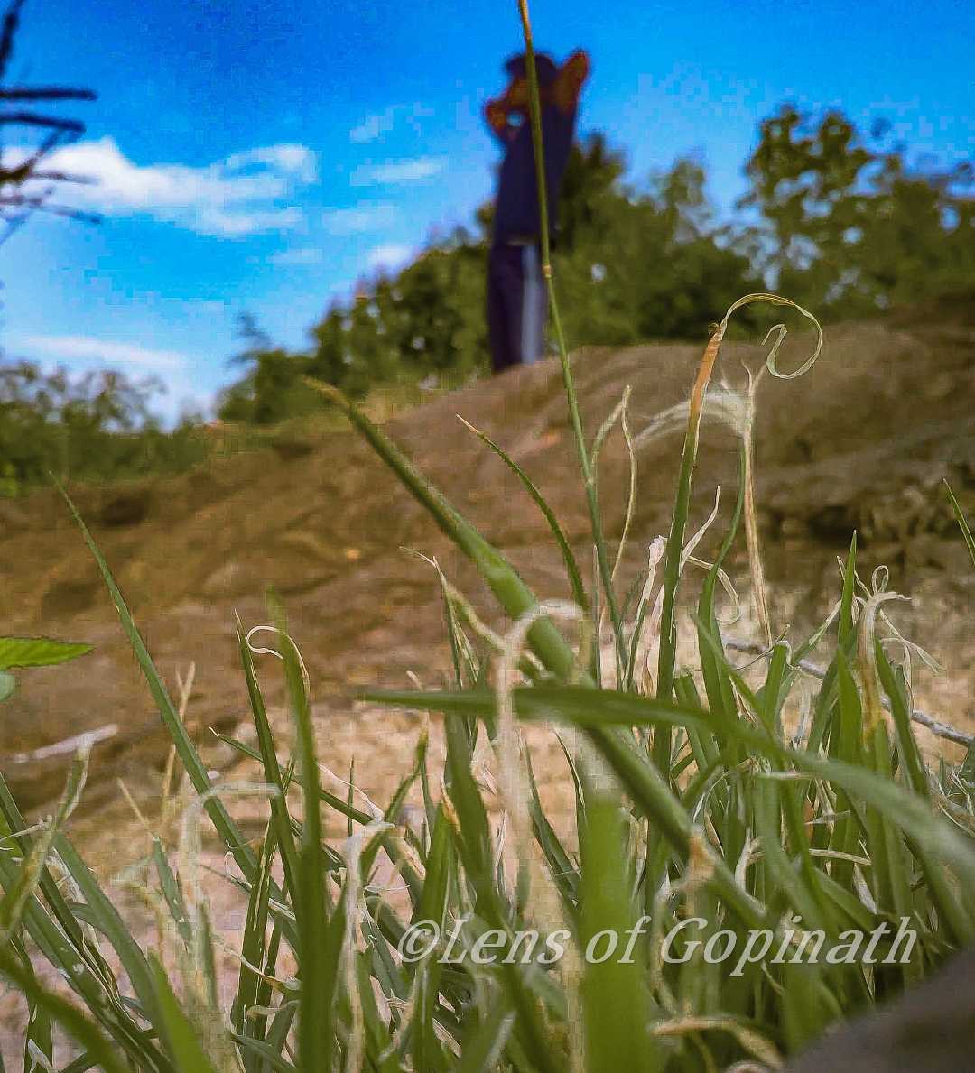green grass