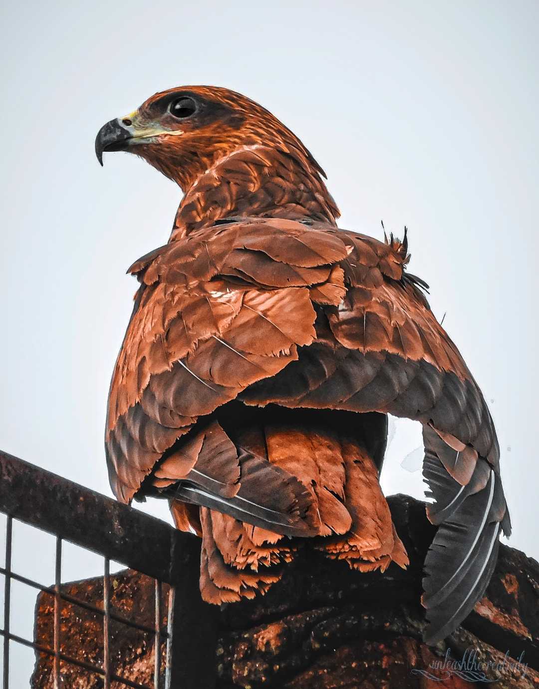 BLACK KITE.