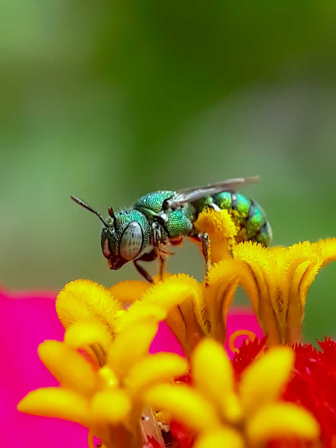 Green Sweat bee/Helictidae