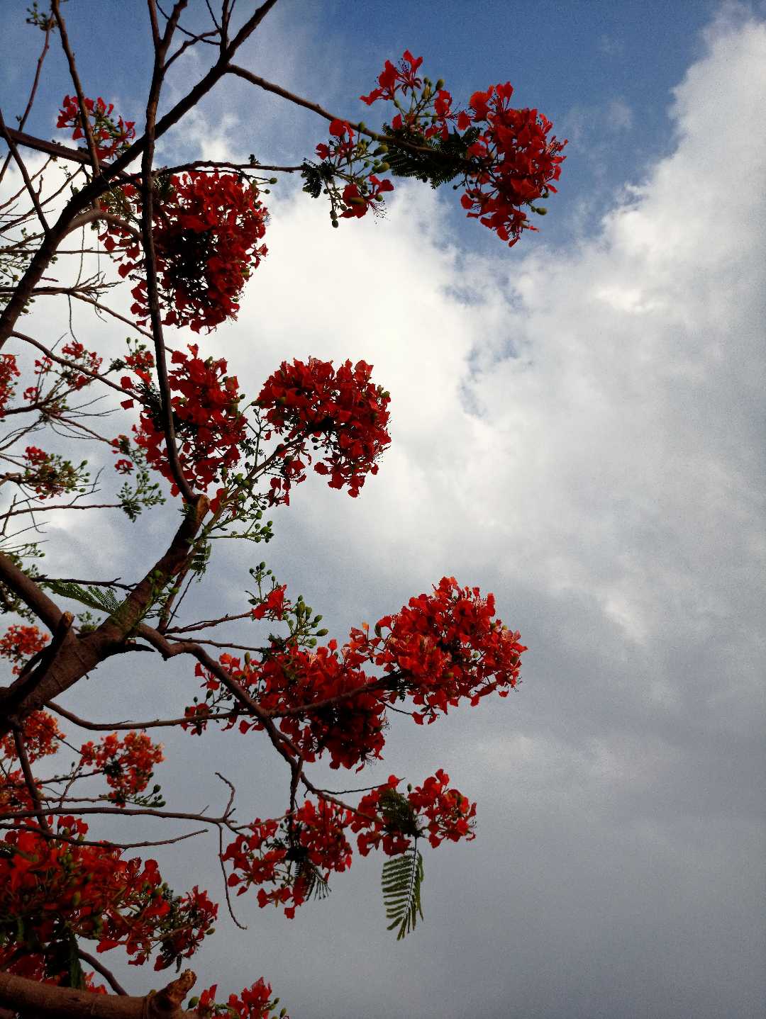 gulmahor 