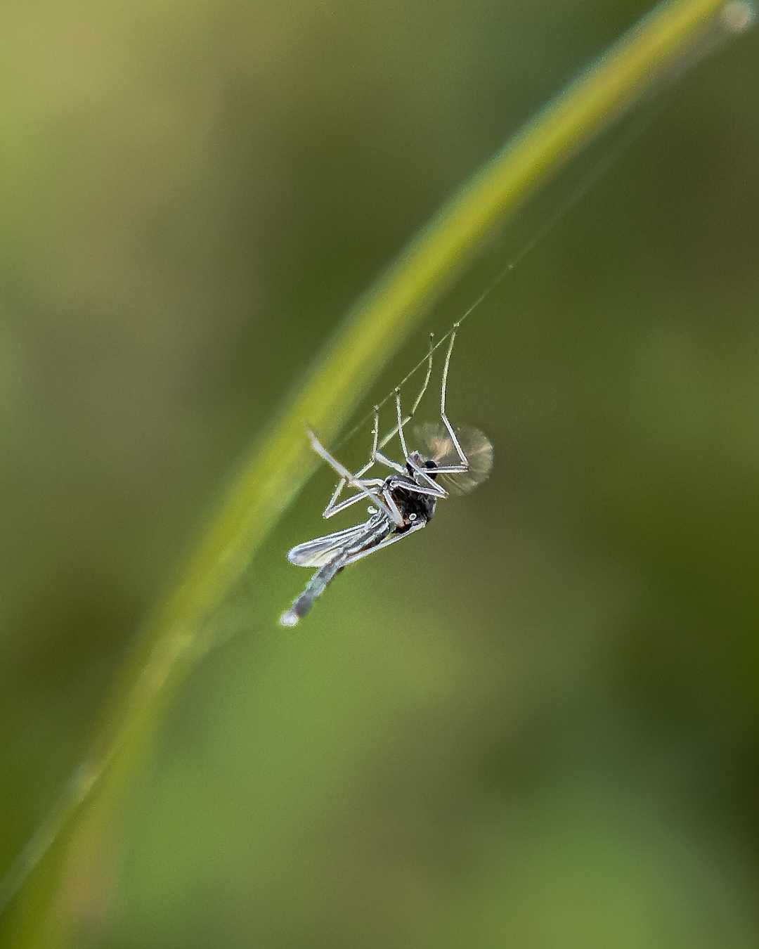 Macro World
