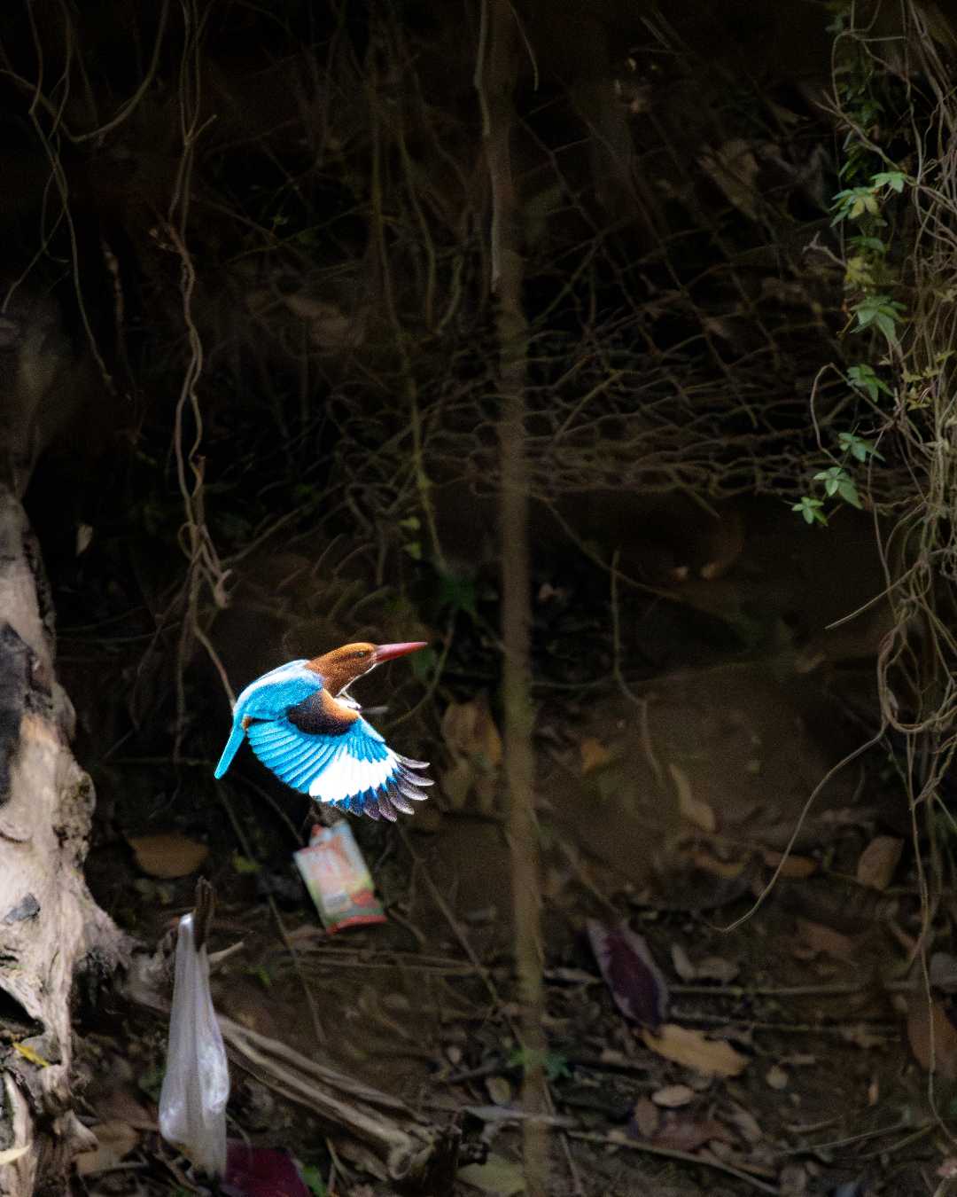 White throated Kingfisher 