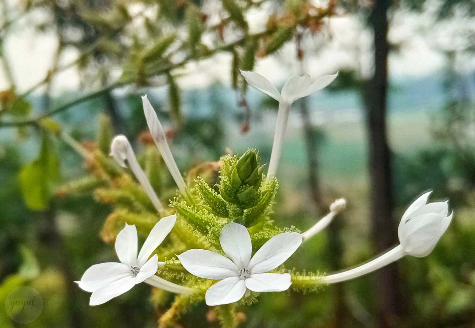 Plumbago Zeylanica