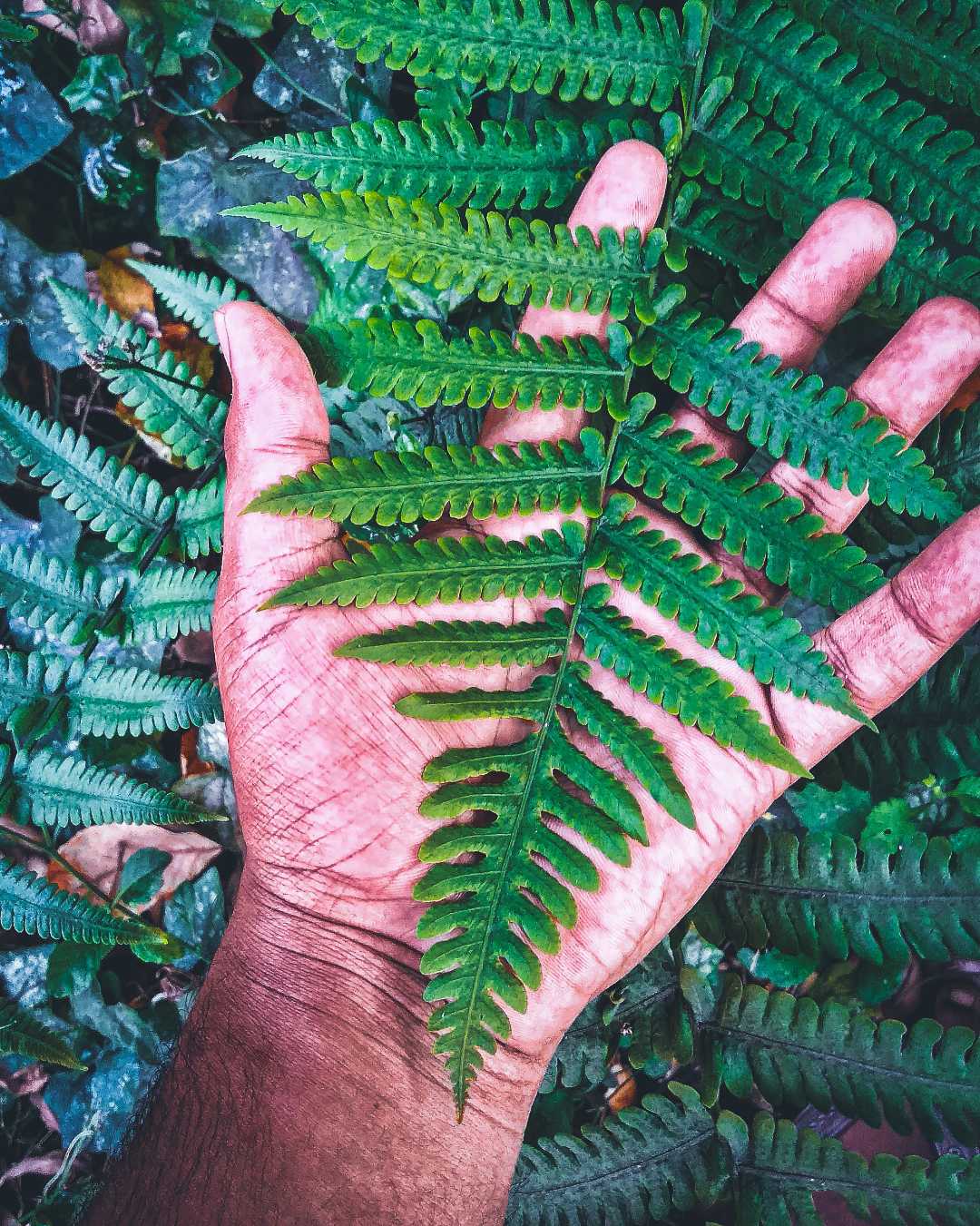 the plant who is give oxygen 