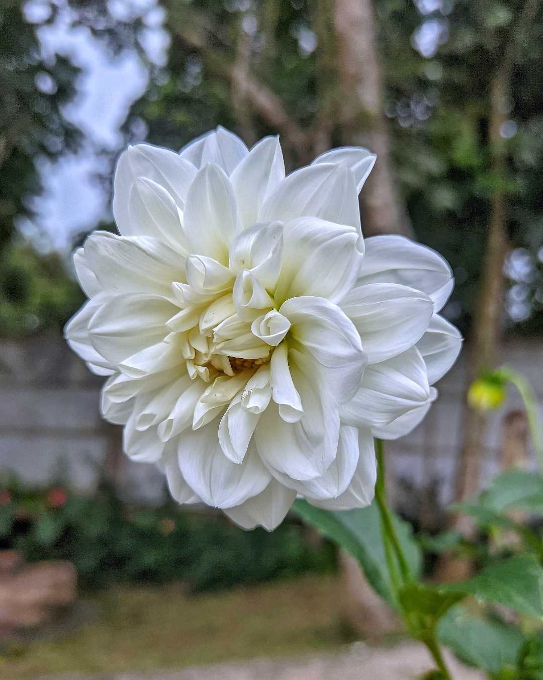 Bunga Dahlia