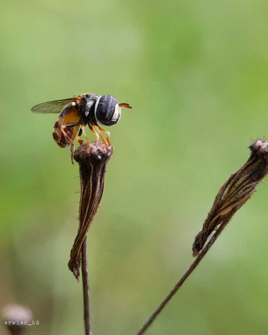 Hoverfly