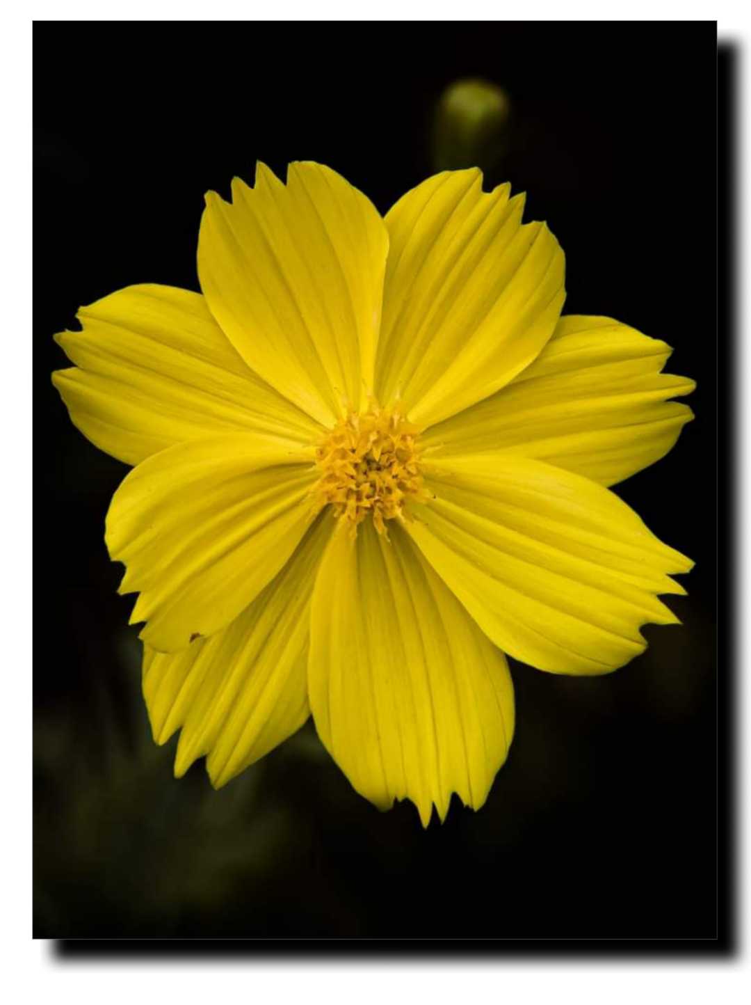 Cosmos