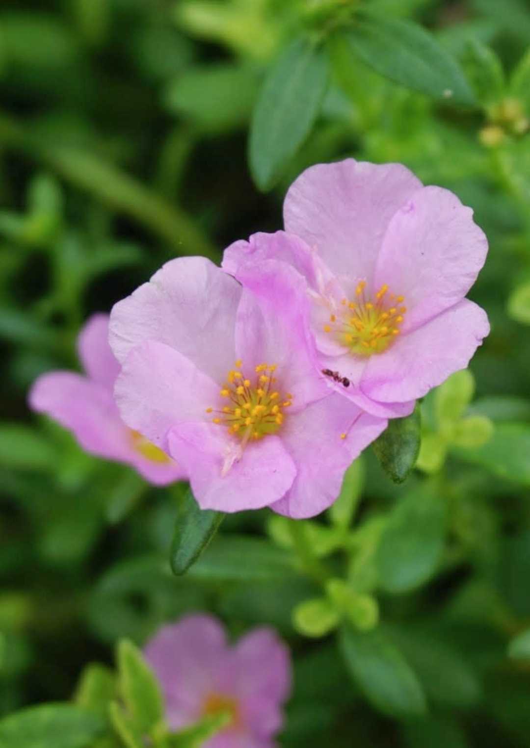 bunga cosmos