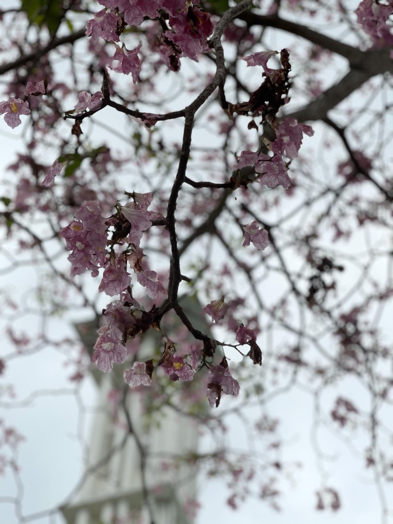 Tecoma flower 🌸