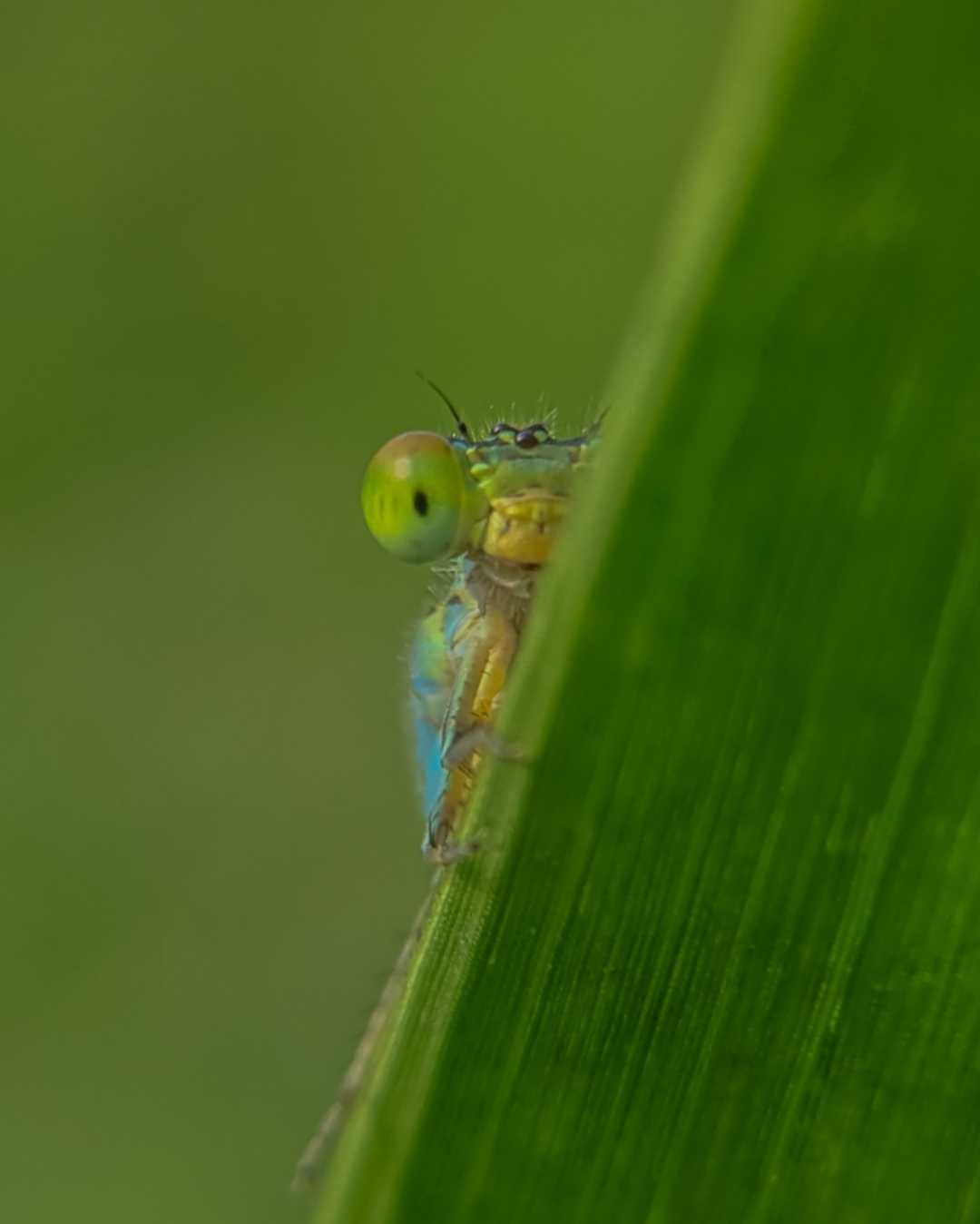 mobile macrophotography