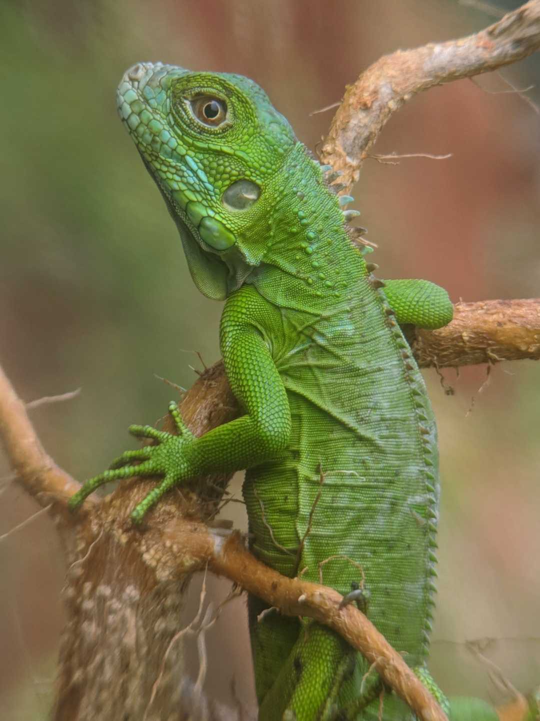 Iguana