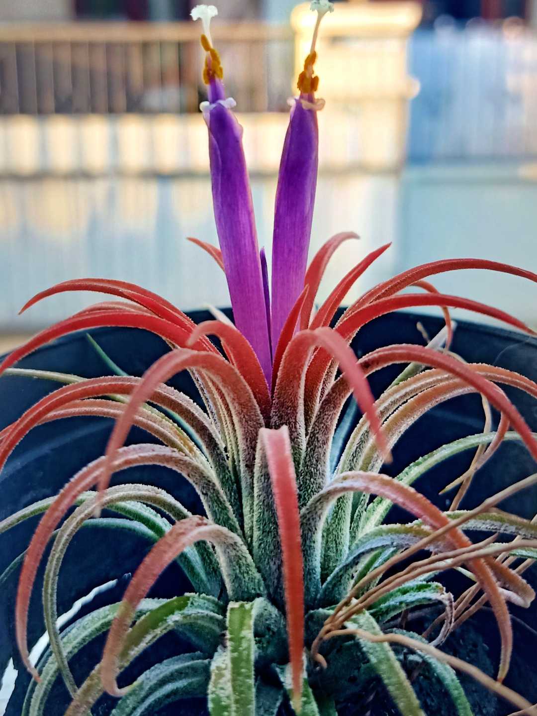 Tillandsia ionantha ruba atau Tanaman udara