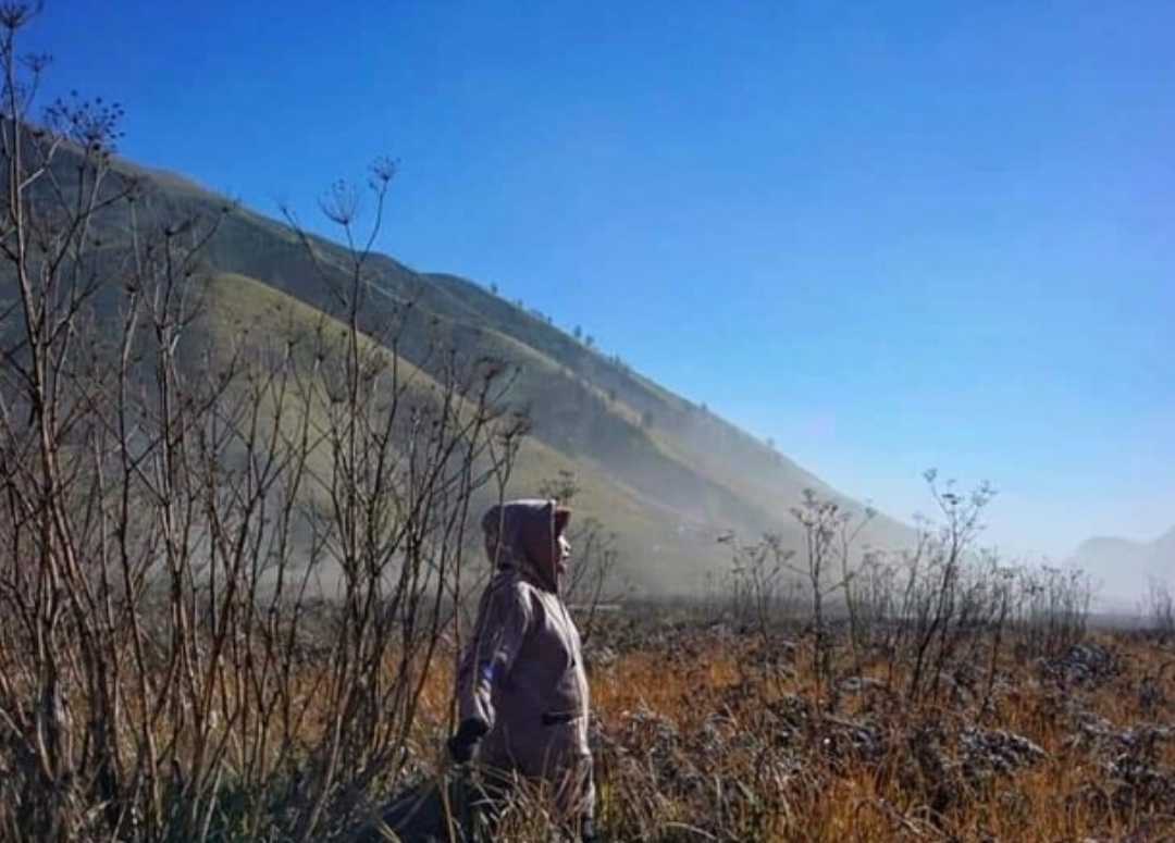 savana