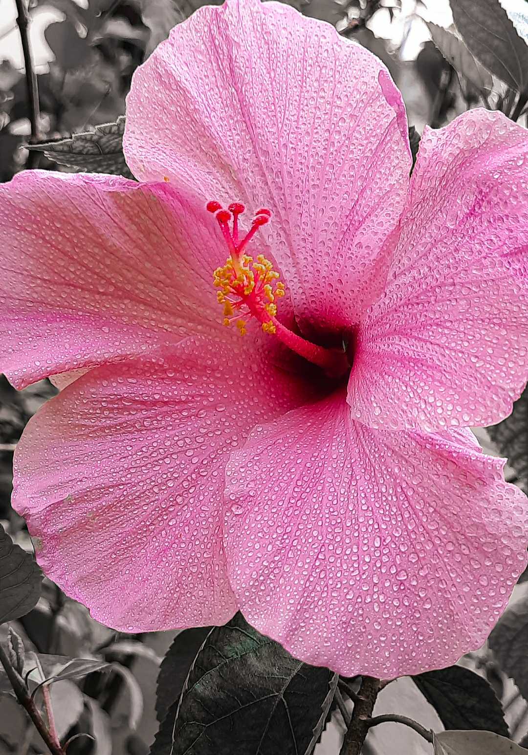 Pink hibiscus 🌺💗💗