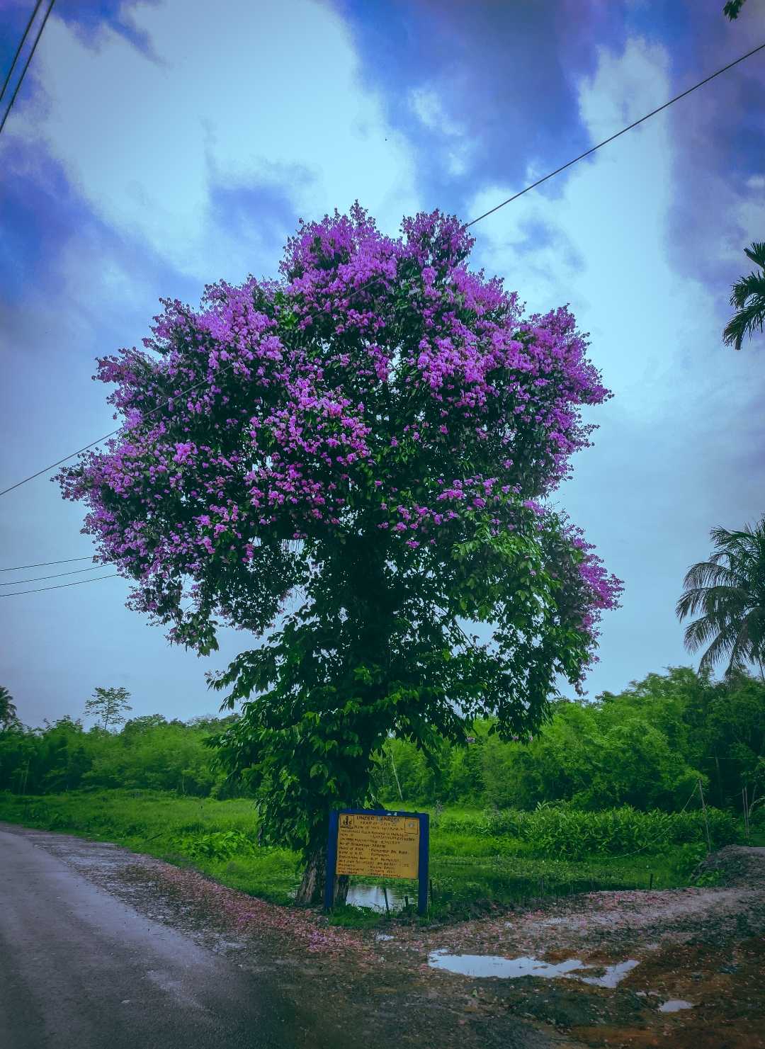 COLOURS OF NATURE 