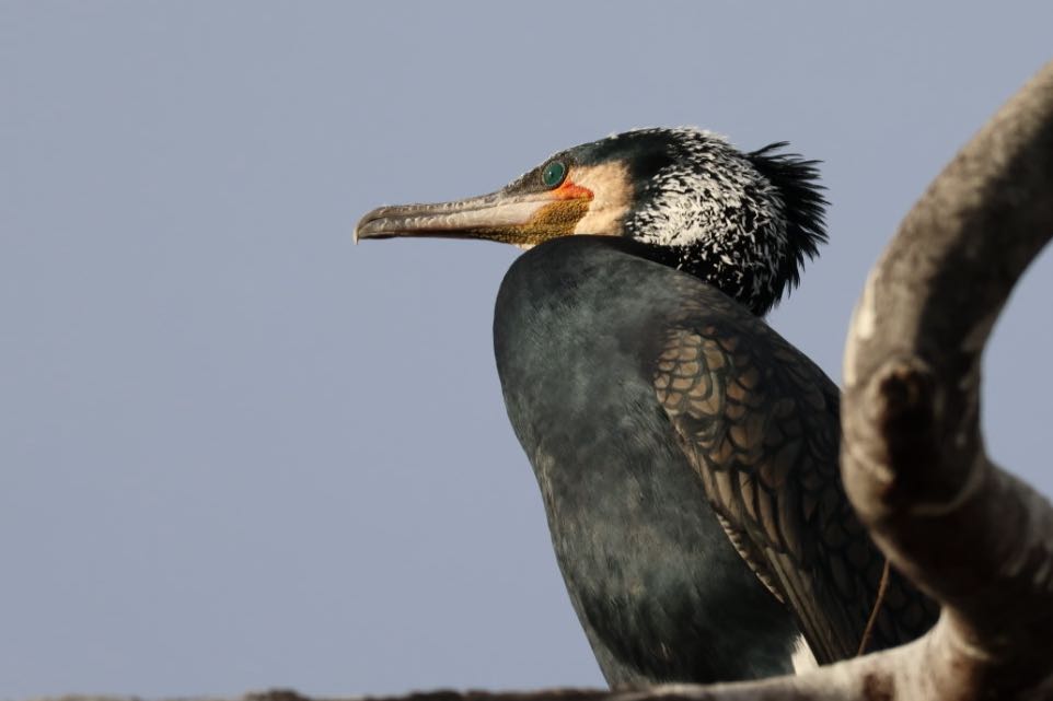 Great Cormorant