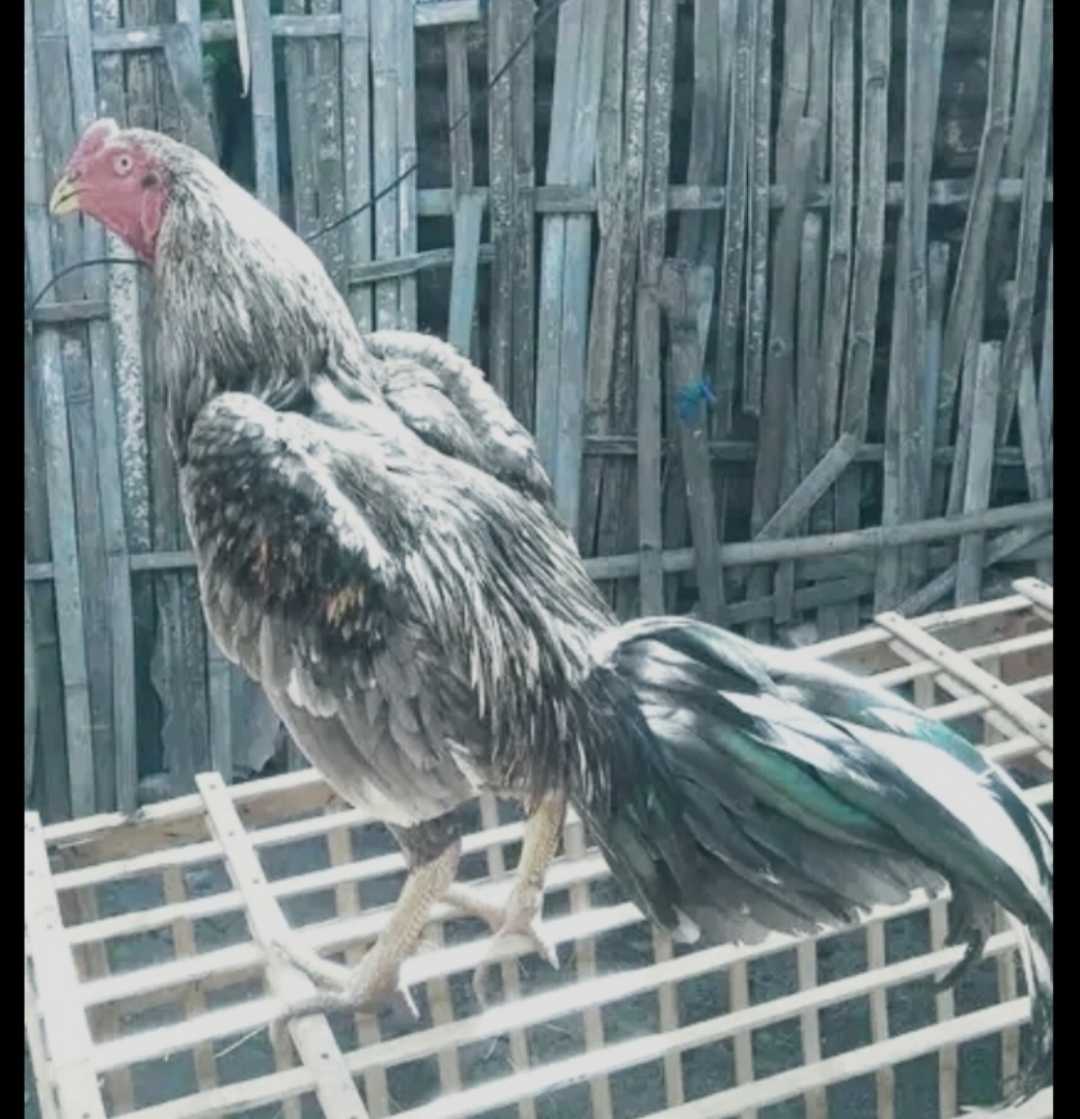 ayam bangkok
