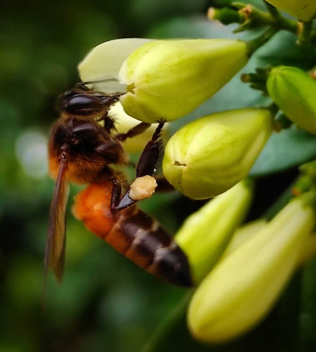 honeybee