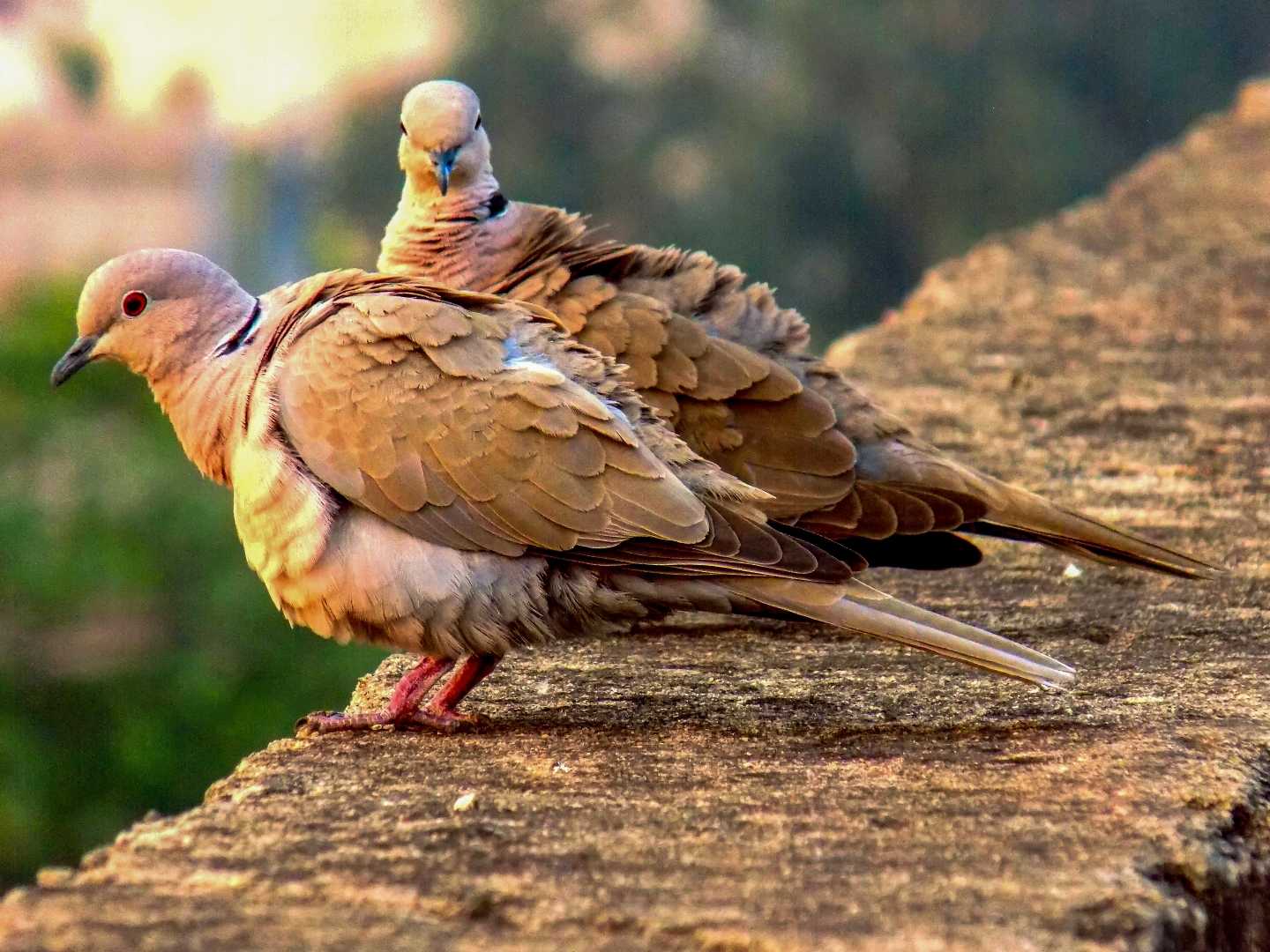 Dove Couple