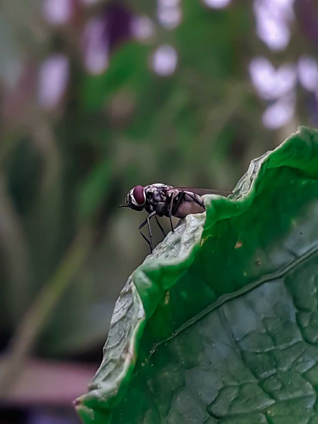 Macro without External Lens😊