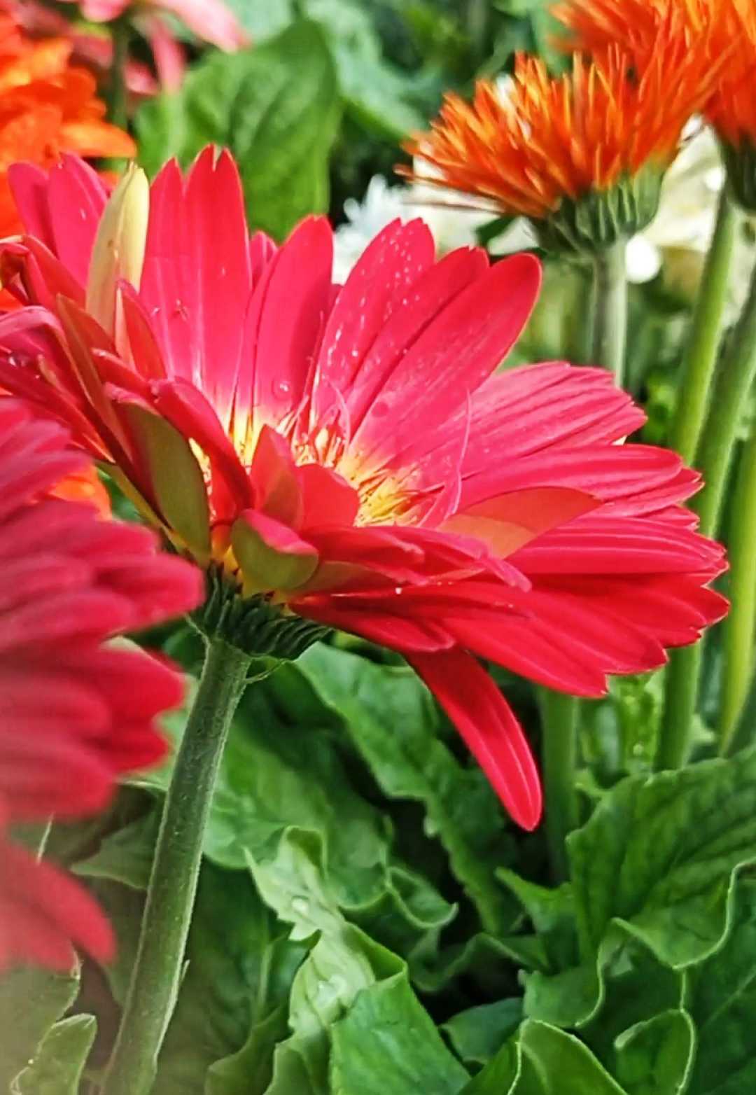 Lily