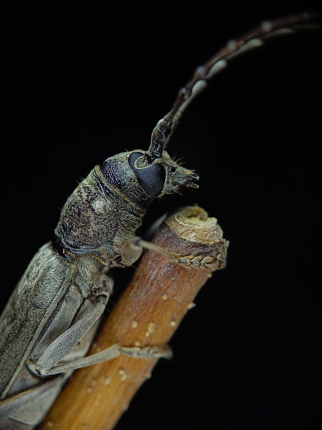 Long horned beetle