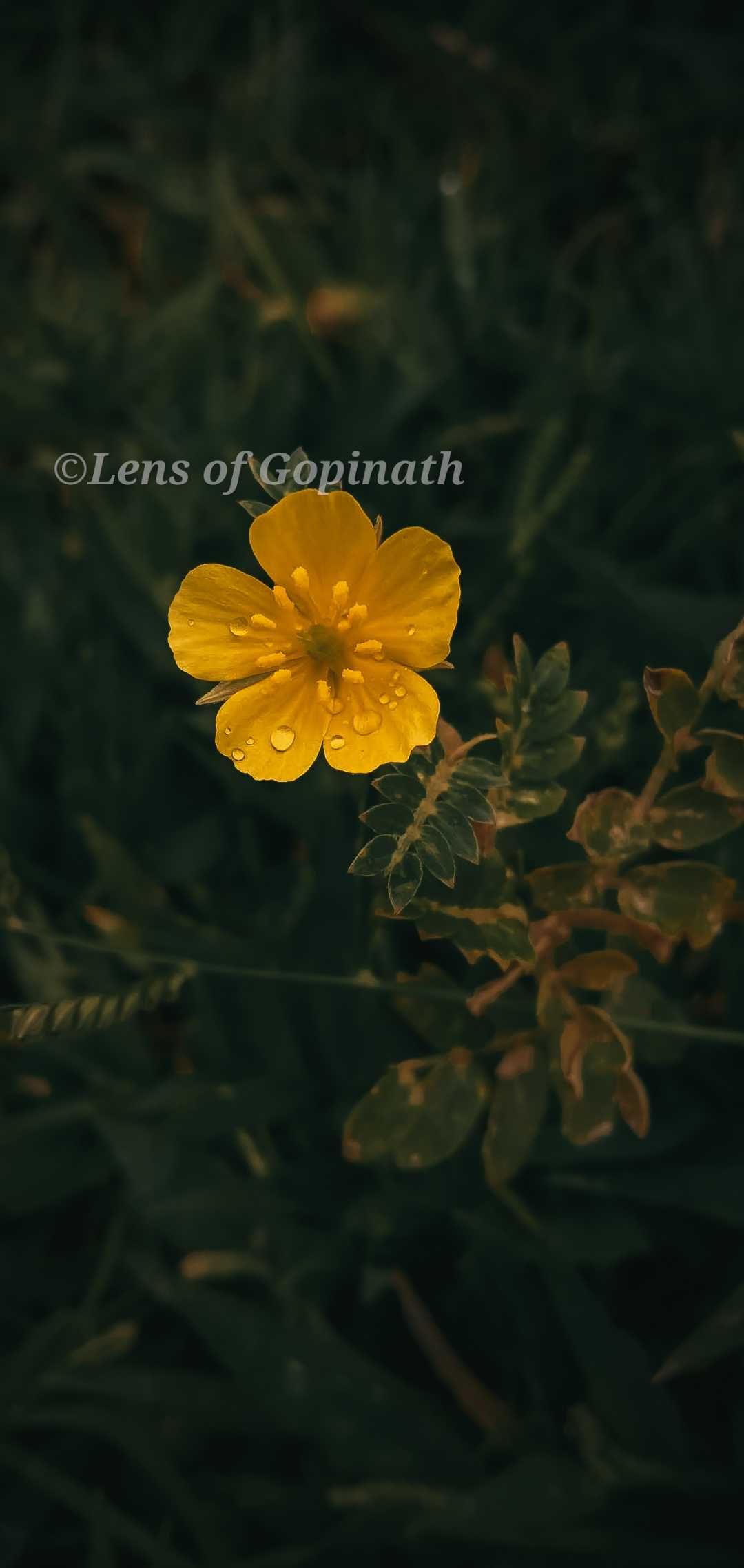 yellow colour 