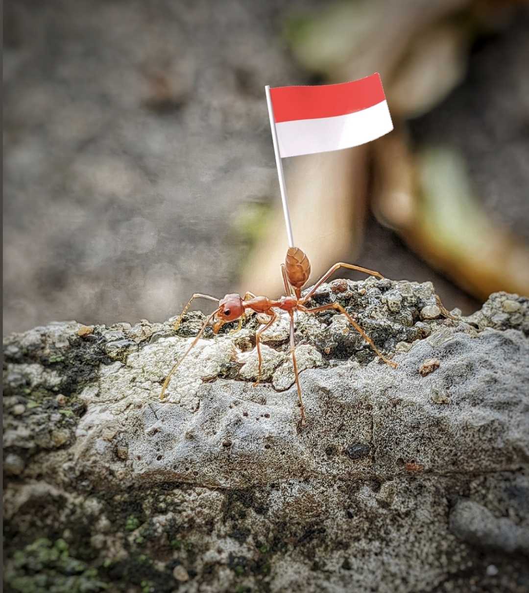 Dirgahayu Indonesia Ke-77
