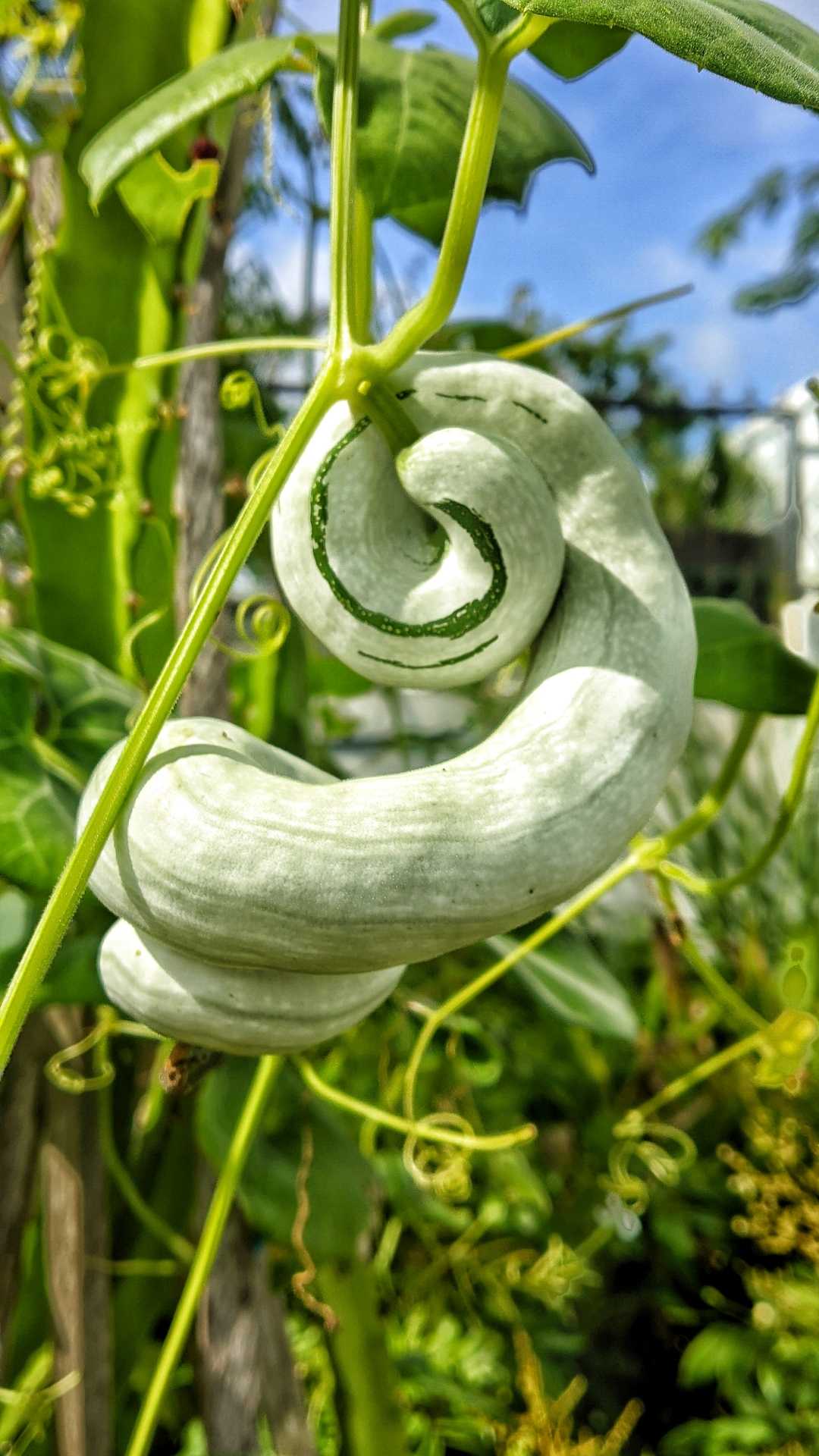 Labu Belut/Ular